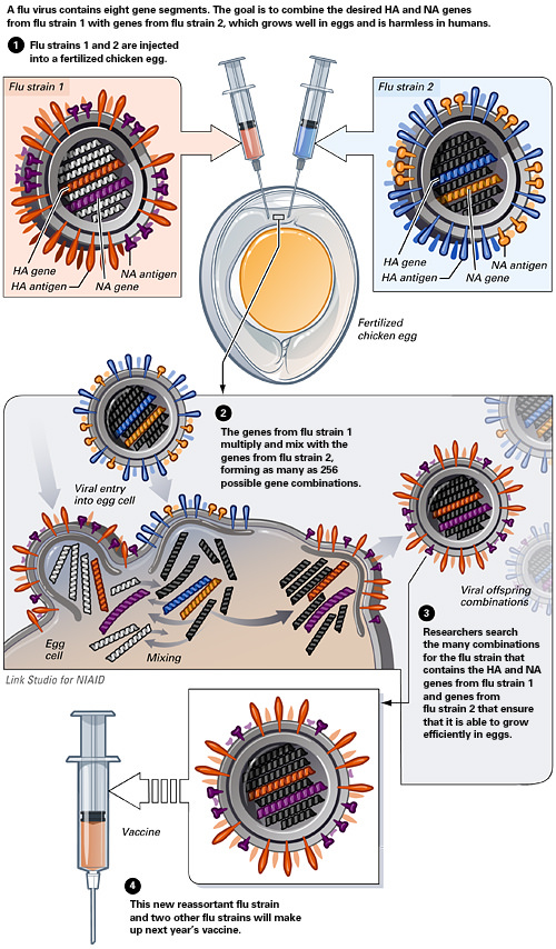 An infographic explaining flue shot