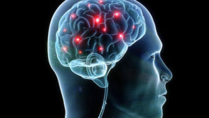 Human Head with Brain
