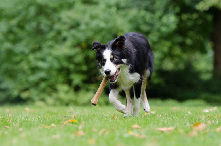 USFDA warns against bone “treats” for dogs