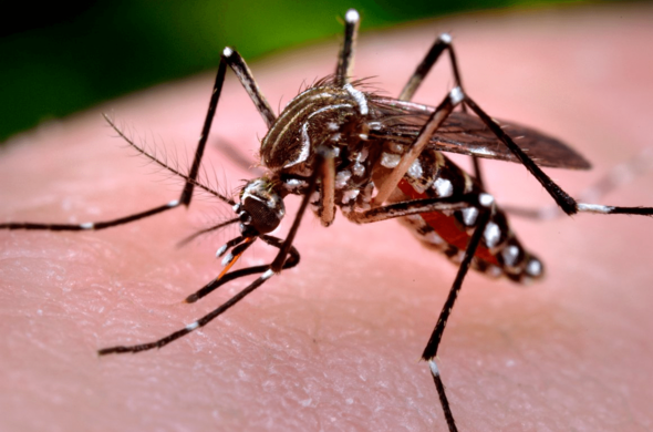 It is officially dengue, malaria, chikungunya season