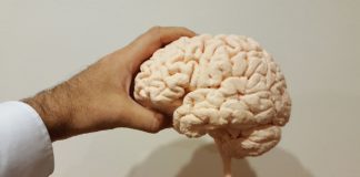 3D printed brain