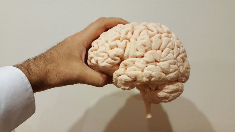 3D printed brain