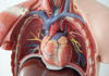 Chest anatomy heart model