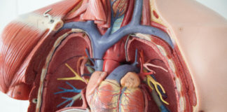 Chest anatomy heart model