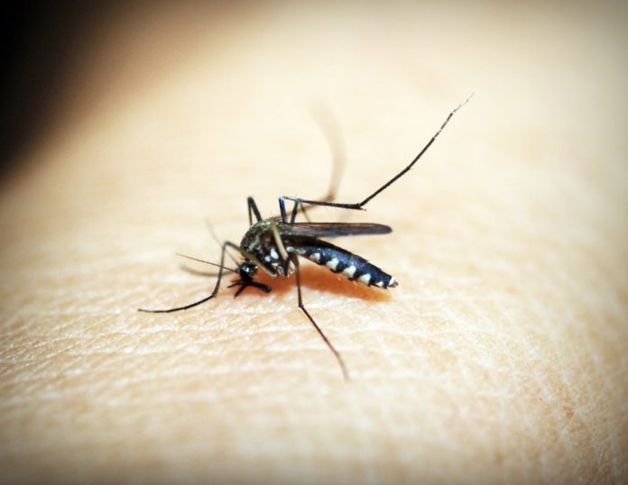 Mosquito, Malaria