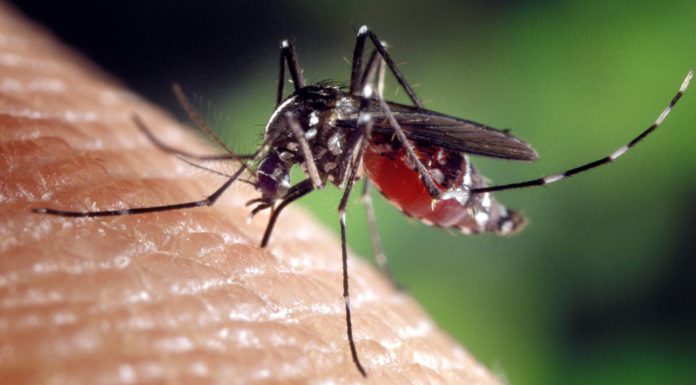 Mosquito, Malaria, dengue, malaria