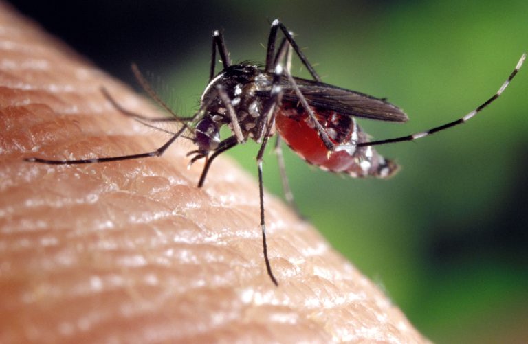 Dengue, malaria, chikungunya resurgence in strife torn Venezuela: Lancet