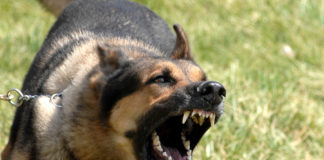 Rabies is mainly caused by dog bite