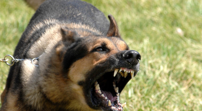 Rabies is mainly caused by dog bite