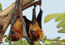 Fruit Bat is carrier of Nipah Virus