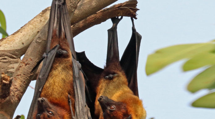 Fruit Bat is carrier of Nipah Virus