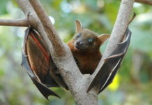 Fruit bat is natural carrier for Nipah virus