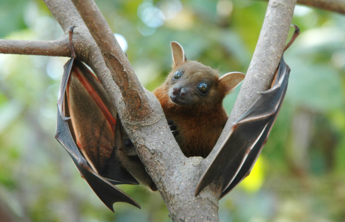Fruit bat is natural carrier for Nipah virus