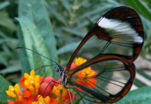 Longtail glasswing butterfly inspired implants can help glaucoma patients