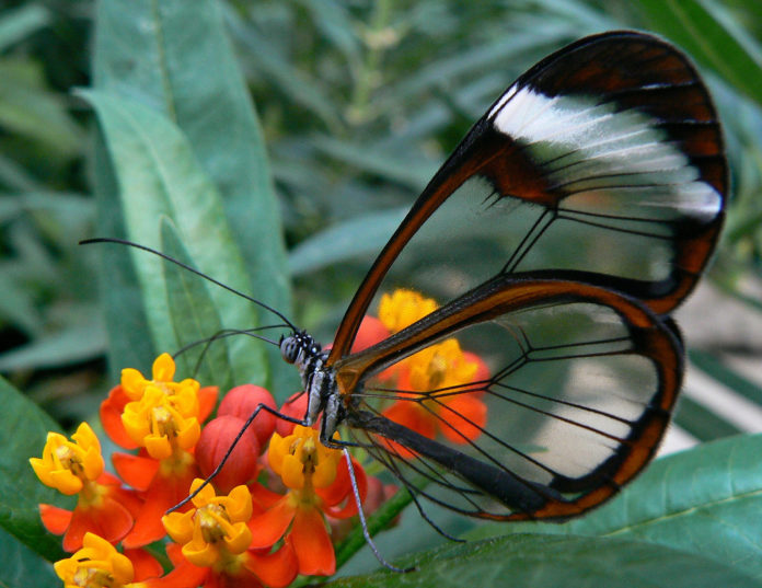 Longtail glasswing butterfly inspired implants can help glaucoma patients