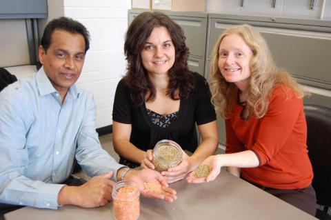 Researchers with Lentils