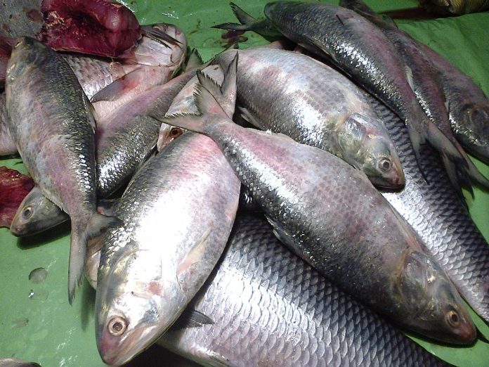 Fishes Like Salmon Hilsa Can Stall Cancer In Its Tracks