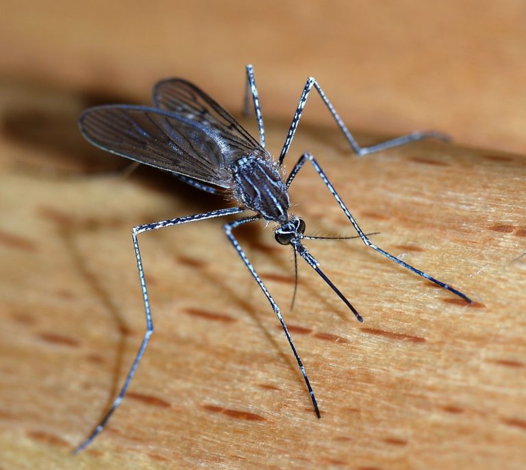 Mosquito screening effective in monitoring of lymphatic filariasis