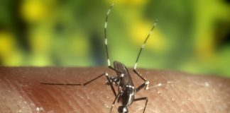 Aedes mosquito, dengue, malaria