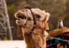 Arab, camel, MERS