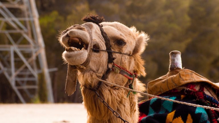 Arab, camel, MERS