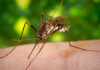 Malaria, Natural killer cells, parasite,