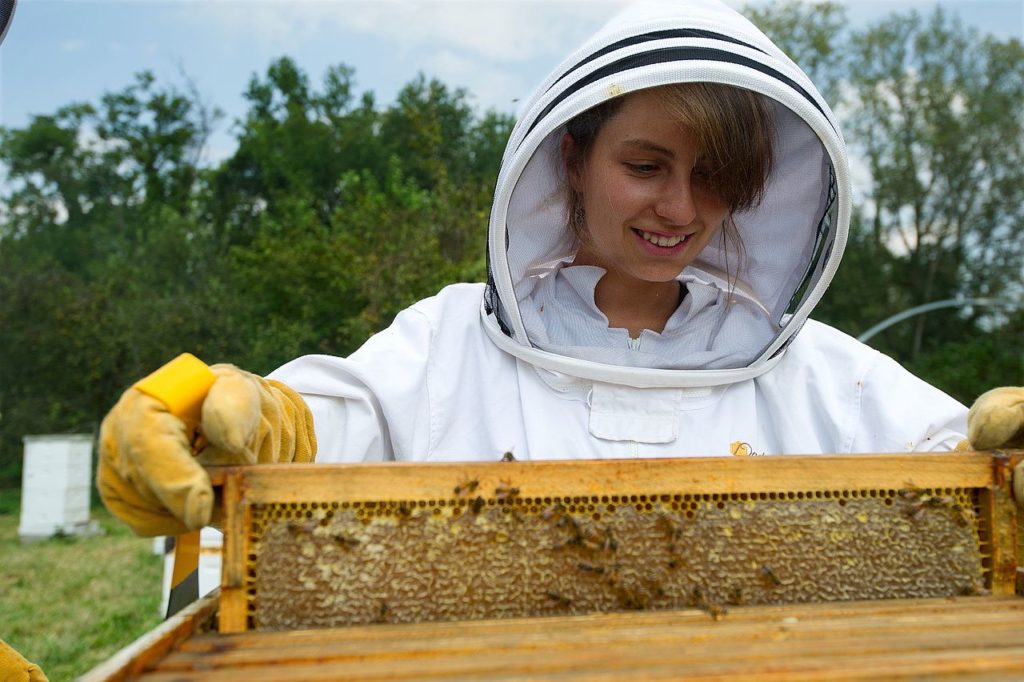 beekeeping, beekeeper, honey bees