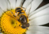 honey bee, mushroom, pollination