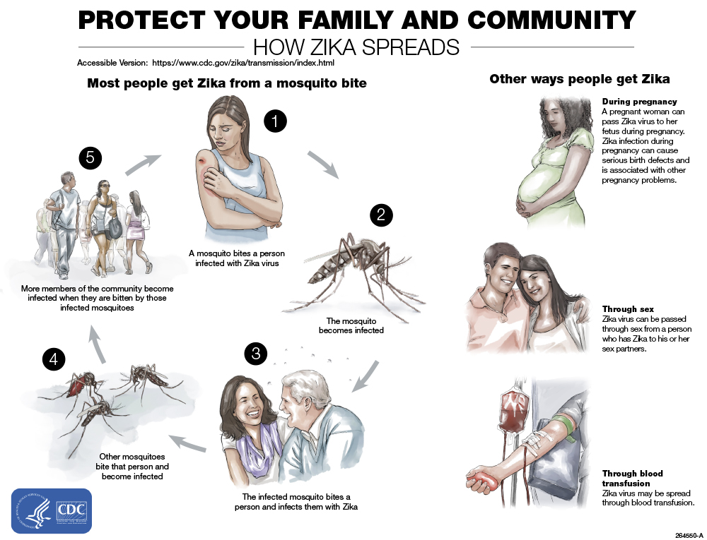 How zika spreads. A CDC infographic