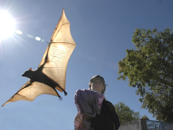 Raina Plowright releases a bat called a little red flying fox in Australia. Photo courtesy Shirley Plowright.