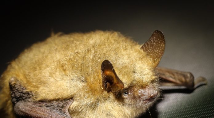 Bat, Nipah, Kerala