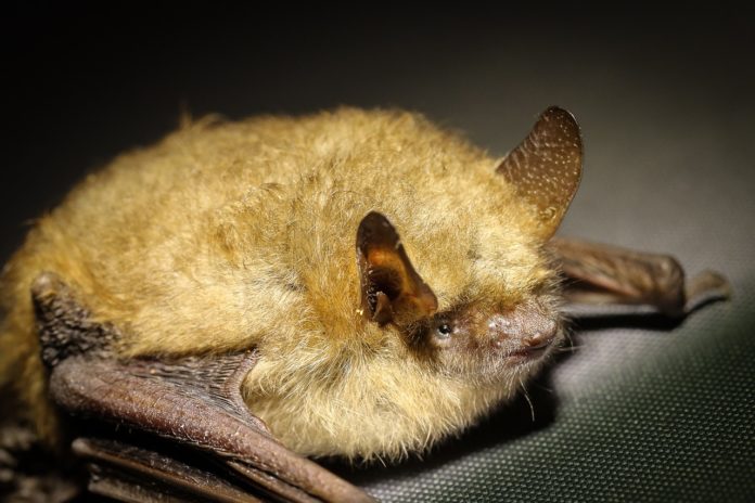 Bat, Nipah, Kerala