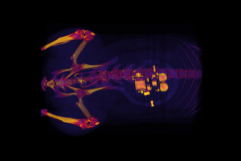 Device for bladder control