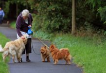 old woman walking dogs