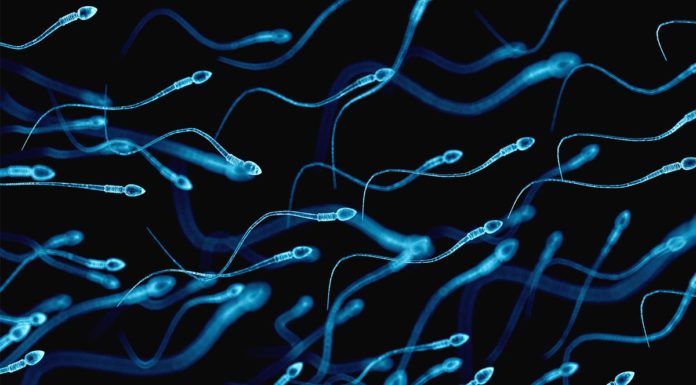 sperm DNA of infertile men