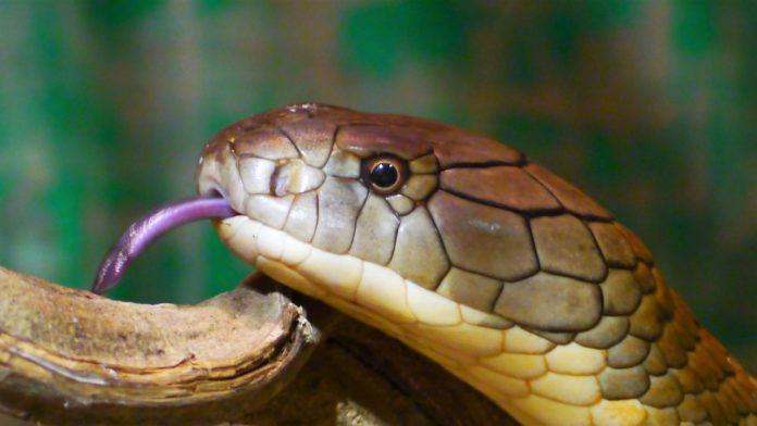 WHO wants to reduce deaths due to snakebite