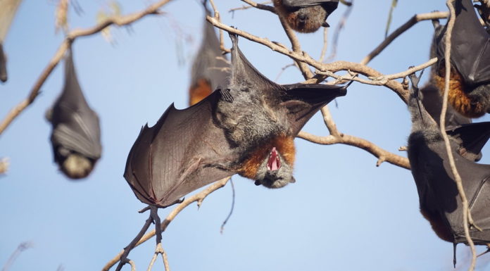 Fruit Bat, Nipah Virus