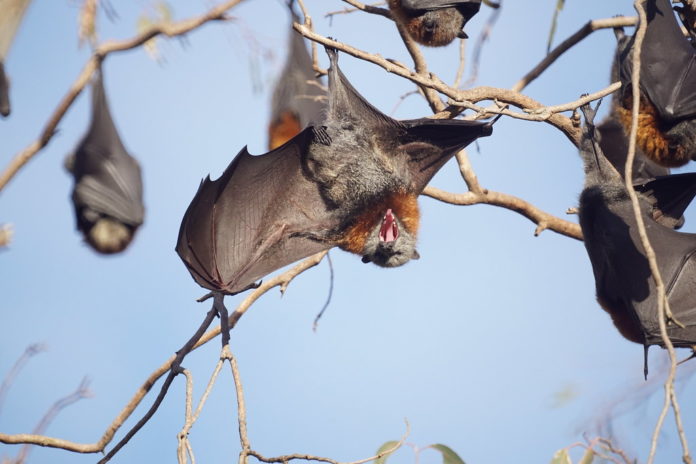 Fruit Bat, Nipah Virus