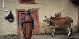 Cattle, Cow, Woman in India