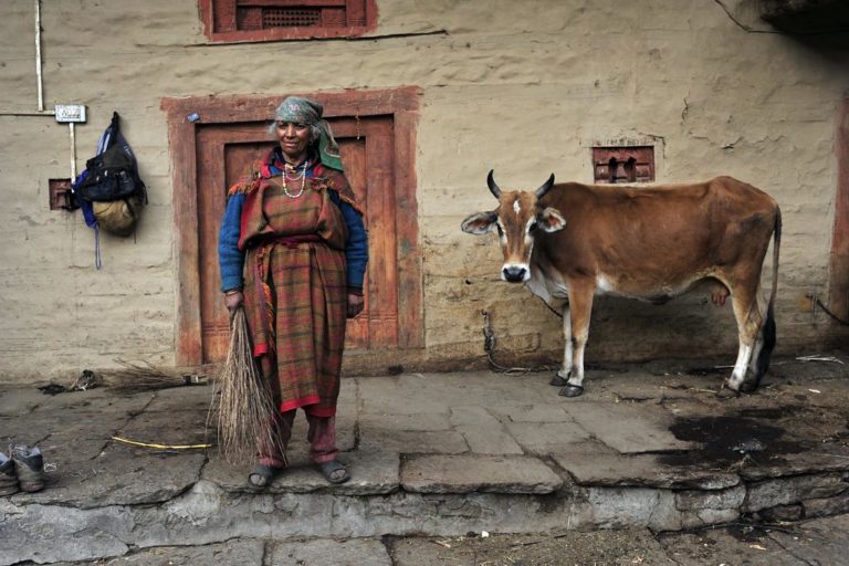 Cattle, Cow, Woman in India