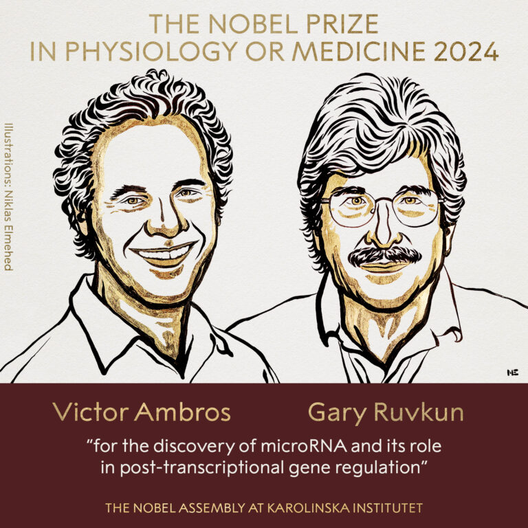 The 2024 Nobel Prize for Physiology goes to the scientists who discovered microRNA